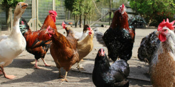 Lietuvos ūkiams grėsmę keliančios ligos – nuostoliai kompensuojami, tačiau būtina laikytis saugumo