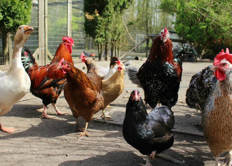 Lietuvos ūkiams grėsmę keliančios ligos – nuostoliai kompensuojami, tačiau būtina laikytis saugumo