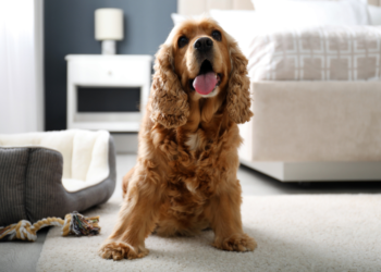 Kaip pasirūpinti šunimi šaltuoju metų laiku: apie nukailinimą, pėdučių priežiūrą ir avitaminozę