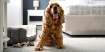 Kaip pasirūpinti šunimi šaltuoju metų laiku: apie nukailinimą, pėdučių priežiūrą ir avitaminozę