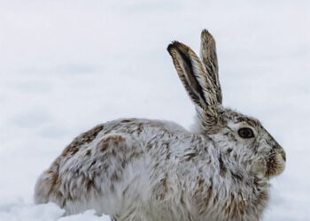 Gaudė triušį – sugavo katiną