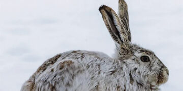 Gaudė triušį – sugavo katiną