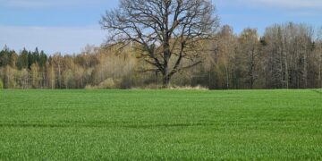 Pasėlių deklaravimas: mažiau reikalavimų, daugiau galimybių