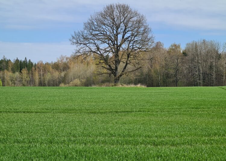 Pasėlių deklaravimas: mažiau reikalavimų, daugiau galimybių