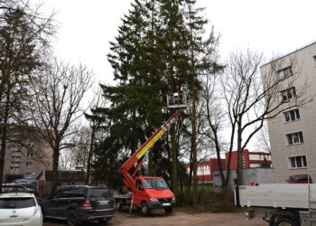 Ar eglės taps retu augalu