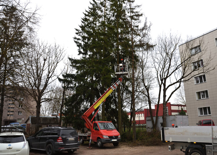 Ar eglės taps retu augalu