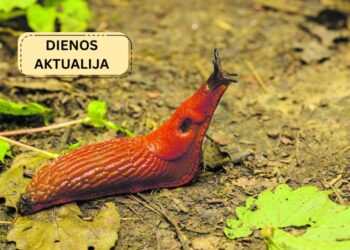 Iš ispanų mokslininkų – Velykinė žinia žvejams