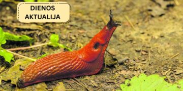 Iš ispanų mokslininkų – Velykinė žinia žvejams