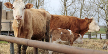 Kad būtų išvengta snukio ir nagų ligos – parama stipresnei biosaugai