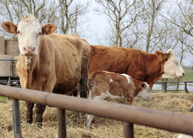 Kad būtų išvengta snukio ir nagų ligos – parama stipresnei biosaugai
