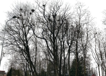 Varnas siūlo vaikyti patikrintu 1947-ųjų metodu