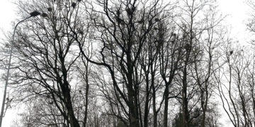 Varnas siūlo vaikyti patikrintu 1947-ųjų metodu