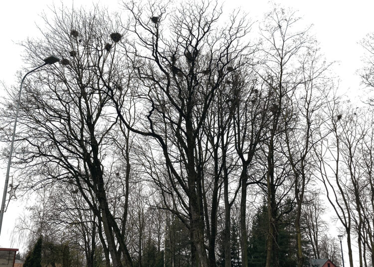 Varnas siūlo vaikyti patikrintu 1947-ųjų metodu