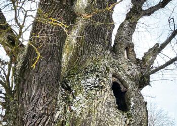 Ar atsiras dar vienas gamtos paminklas Biržų rajone?