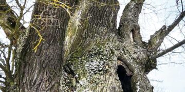 Ar atsiras dar vienas gamtos paminklas Biržų rajone?