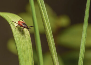 Kaip apsisaugoti erkių platinamų ligų?