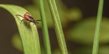 Kaip apsisaugoti erkių platinamų ligų?