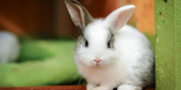 Velykas pasitikti ir švęsti kviečia „Šiaurinė ranča“