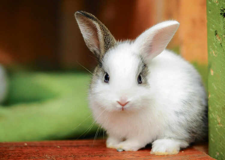 Velykas pasitikti ir švęsti kviečia „Šiaurinė ranča“