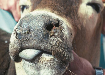 Nerimauja dėl plintančios gyvuliams pavojingos ligos