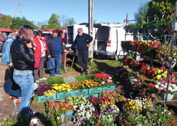 Pavasarinis Biržų turgaus atgimimas
