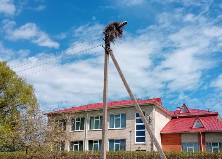 Gyvenimas gandrų apsuptyje