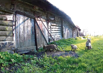 Vaizdo transliacijos iš Jonavos kaimo