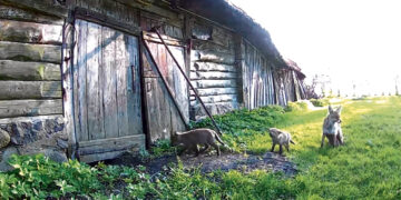 Vaizdo transliacijos iš Jonavos kaimo