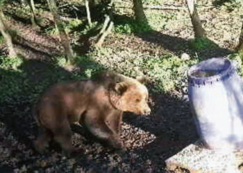 Meška nusifilmavo netoli Kučgalio