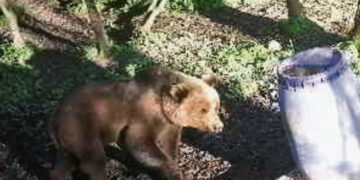 Meška nusifilmavo netoli Kučgalio