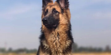 Palaidas vilkšunis apkandžiojo moterį