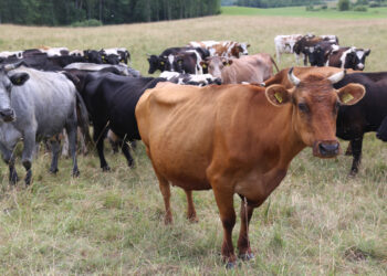 Smulkių ūkių gyvybingumą palaiko kooperacija