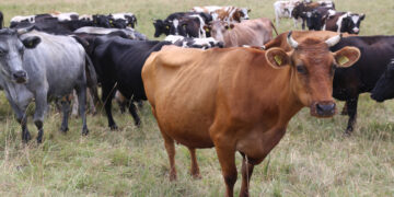 Smulkių ūkių gyvybingumą palaiko kooperacija