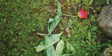 Išdraskytomis tulpėmis pasveikino motiną?