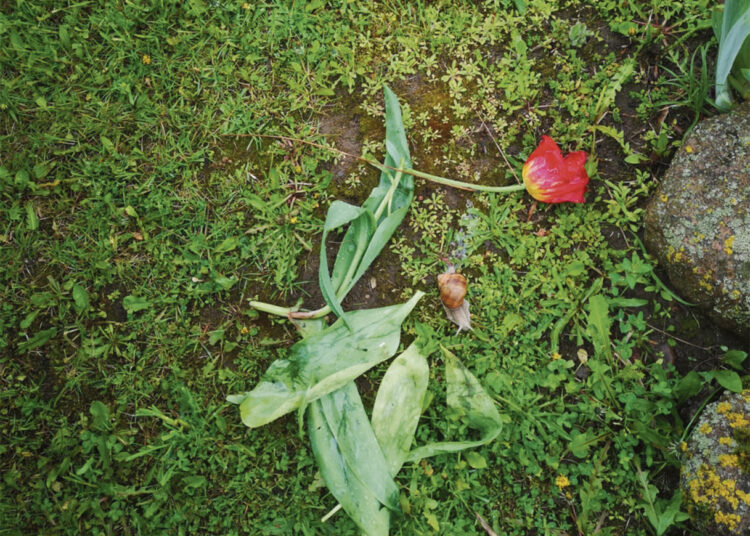 Išdraskytomis tulpėmis pasveikino motiną?