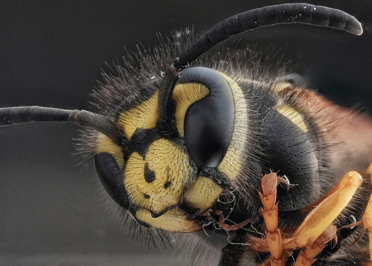 Vabalų portretai, laivų statyba ir kiti gydytojo Manto Žibo pomėgiai