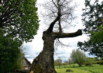 Sandariškio ąžuolas – gyvas
