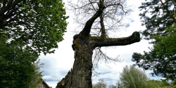 Sandariškio ąžuolas – gyvas