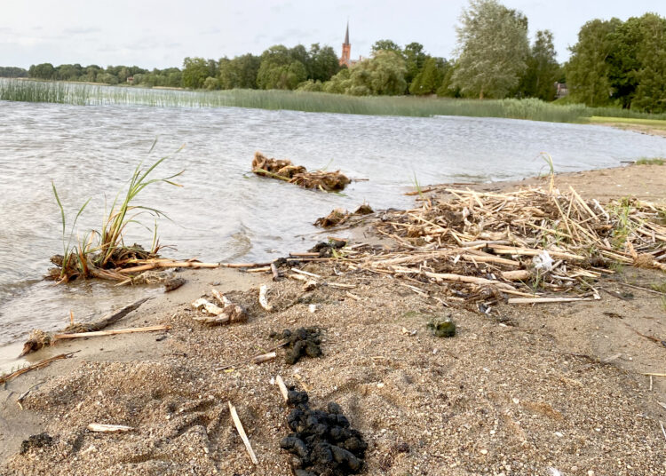 Nesinori banaliai, bet paklausiu – ką skalauja Širvėna?
