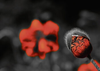 Eseistikos etiudai ir vienas trieilis