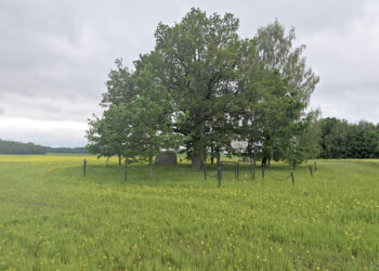 Aparta knygnešio J. Bielinio ąžuolo saugotina zona