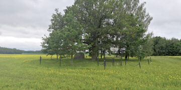 Aparta knygnešio J. Bielinio ąžuolo saugotina zona