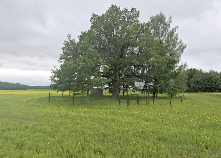 Aparta knygnešio J. Bielinio ąžuolo saugotina zona