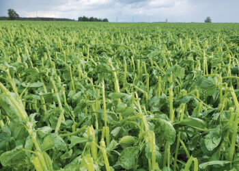 Žudantis krušos debesis