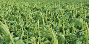 Žudantis krušos debesis