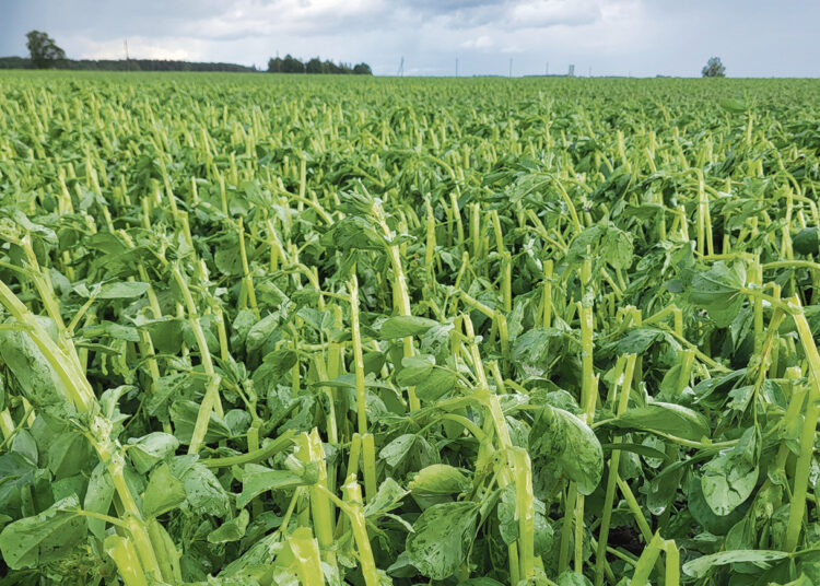 Žudantis krušos debesis