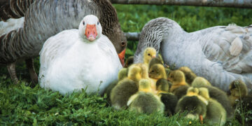 Germaniškyje dingsta naminiai paukščiai