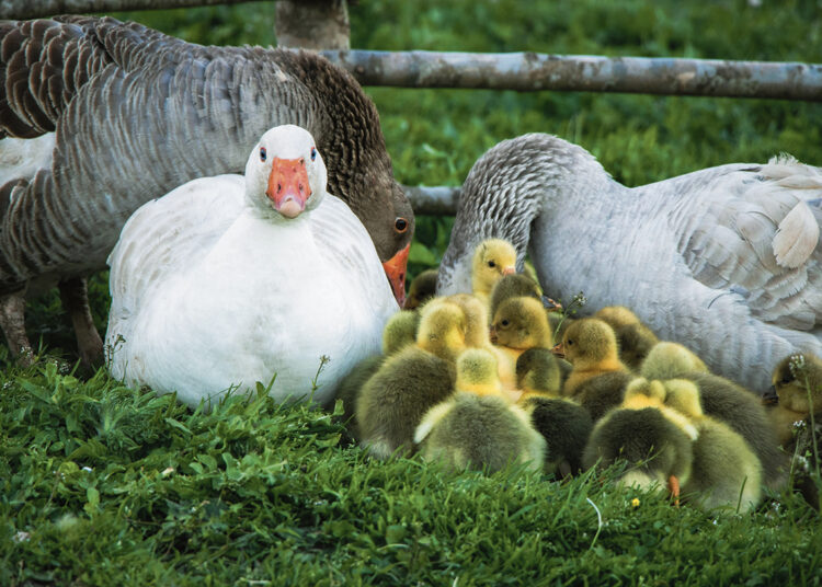 Germaniškyje dingsta naminiai paukščiai
