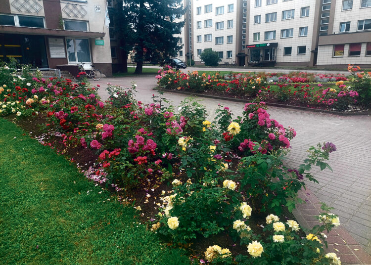 Siūlo grožėtis miesto rožynais