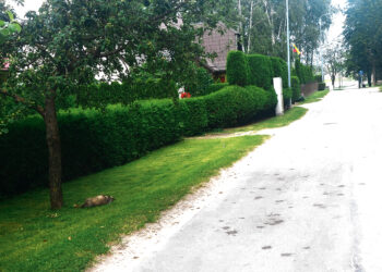 Leisgyvis barsukas patikrino tarnybas